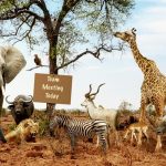group of animals safari with sign saying TEAM METTING TODAY for inclusion in the workplace